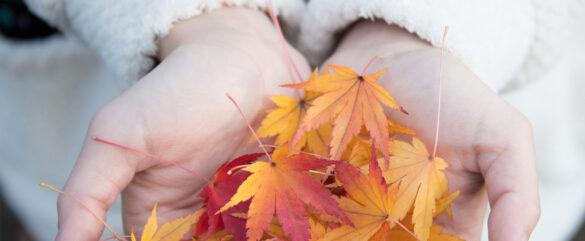 A pair of hands gently cupping a collection of colorful autumn leaves in shades of red, orange, and yellow. The person is wearing a light-colored, fuzzy sweater.